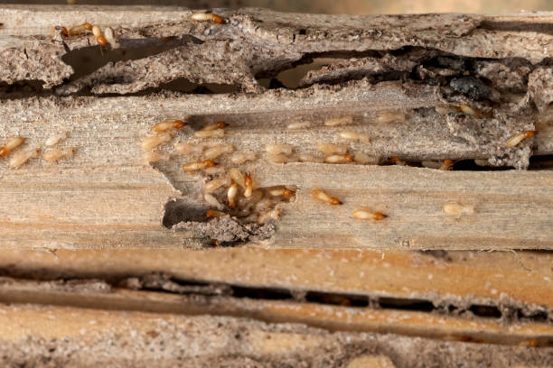 Best Exterminator Services  in Avenel, NJ
